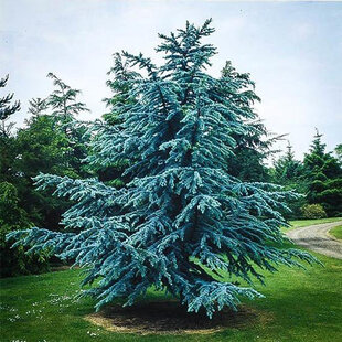 Céder Atlantský Glauca 180/200 cm, v črepníku Cedrus atlantica Glauca