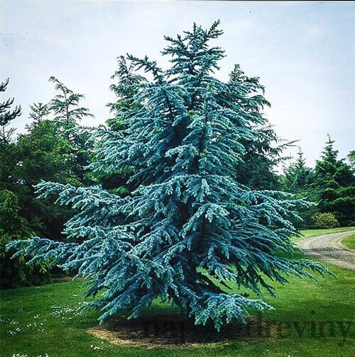 Céder Atlantský Glauca 180/200 cm, v črepníku Cedrus atlantica Glauca