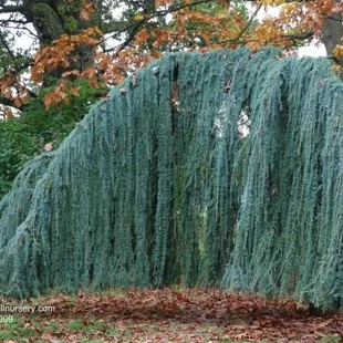 Céder Atlantský Glauca Pendula, výška 140/160 cm, obvod 6/8 cm, v črepníku Cedrus atlantica glauca pendula