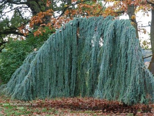 Céder Atlantský Glauca Pendula, výška 180/200 cm, obvod 6/8 cm, v črepníku Cedrus atlantica glauca pendula
