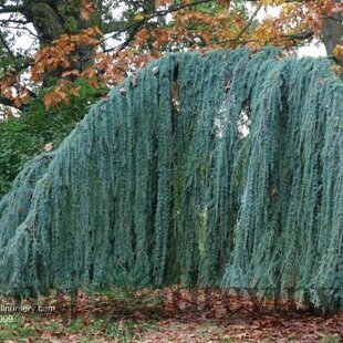 Céder Atlantský Glauca Pendula, výška 180/200 cm, obvod 6/8 cm, v črepníku Cedrus atlantica glauca pendula