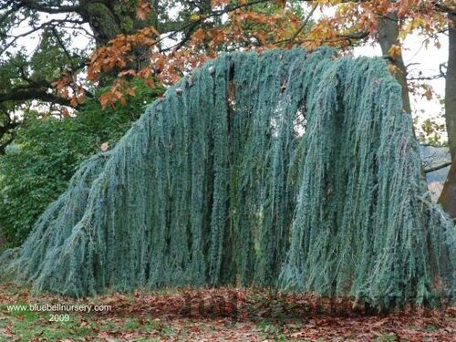 Céder Atlantský Glauca Pendula, výška 180/200 cm, obvod 6/8 cm, v črepníku Cedrus atlantica glauca pendula