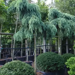 Céder atlantský Glauca pendula, výška 200/250 cm, obvod 18/20 cm, v črepníku Cedrus atlantica Glauca pendula