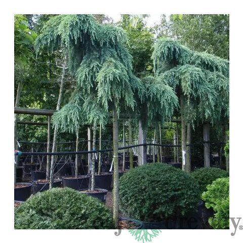 Céder atlantský Glauca pendula, výška 200/250 cm, obvod 18/20 cm, v črepníku Cedrus atlantica Glauca pendula