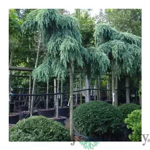 Céder atlantský Glauca pendula, výška 200/250 cm, obvod 18/20 cm, v črepníku Cedrus atlantica Glauca pendula