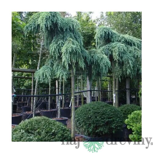 Céder atlantský Glauca pendula, výška 200/250 cm, obvod 18/20 cm, v črepníku Cedrus atlantica Glauca pendula