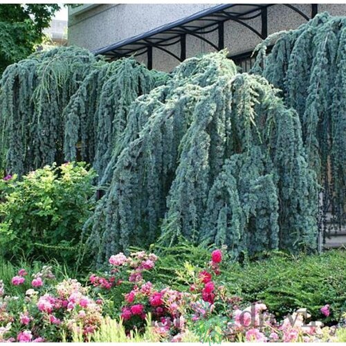 Céder Atlantský Glauca pendula, výška 350/400 cm, obvod 30/40 cm, v črepníku 100l Cedrus atlantica glauca pendula