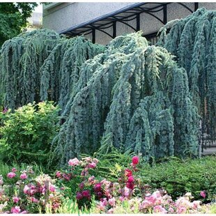 Céder Atlantský Glauca pendula, výška 350/400 cm, obvod 30/40 cm, v črepníku 100l Cedrus atlantica glauca pendula