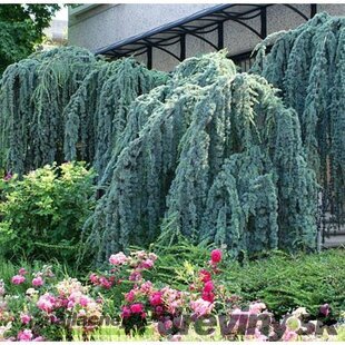 Céder Atlantský Glauca pendula, výška 350/400 cm, obvod 30/40 cm, v črepníku 100l Cedrus atlantica glauca pendula