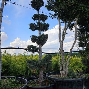 Céder atlantský Glauca Pon Pon Bonsai 225/250 cm v črepníku 80l Cedrus Atlantica Glauca
