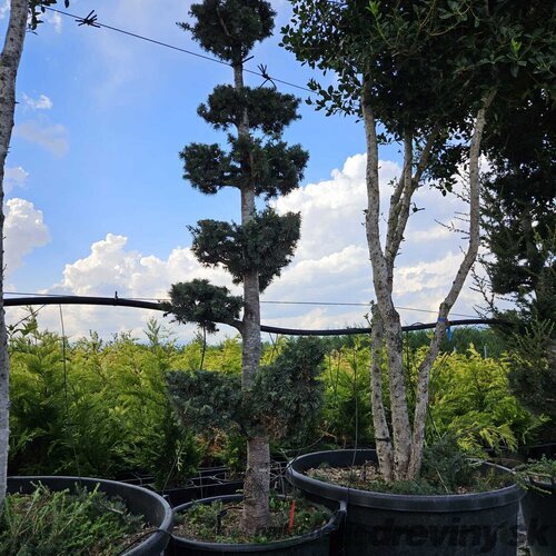 Céder atlantský Glauca Pon Pon Bonsai 225/250 cm v črepníku 80l Cedrus Atlantica Glauca