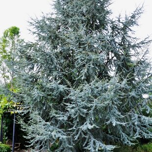 Céder Atlantský Glauca, výška 80/120 cm, v črepníku Cedrus atlantica Glauca