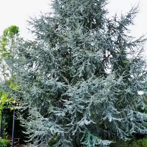 Céder Atlantský Glauca, výška 80/120 cm, v črepníku Cedrus atlantica Glauca