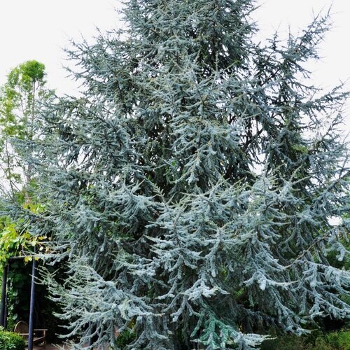 Céder Atlantský Glauca, výška 80/120 cm, v črepníku Cedrus atlantica Glauca