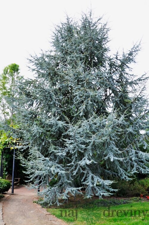 Céder Atlantský Glauca, výška 80/120 cm, v črepníku Cedrus atlantica Glauca