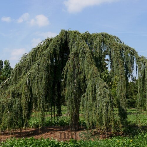 Céder atlantský pendula 250/300 cm Cedrus atlantica pendula