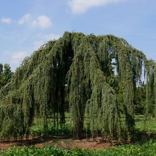 Céder atlantský pendula 250/300 cm Cedrus atlantica pendula