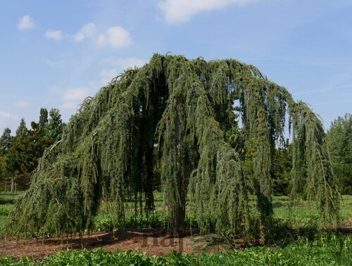 Céder atlantský pendula 250/300 cm Cedrus atlantica pendula