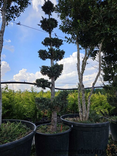 Céder Atlantský Pon Pon, výška 130/150 cm cm, v črepníku 30l Cedrus Atlantica Pon Pon