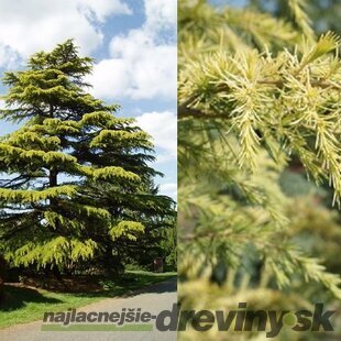 Céder himalájsky Aurea 180/200 cm, v črepníku Cedrus deodara Aurea