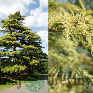 Céder himalájsky Aurea 180/200 cm, v črepníku Cedrus deodara Aurea