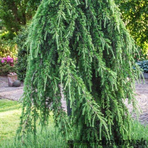 Céder himalájsky pendula 180/200 cm Cedrus deodara pendula
