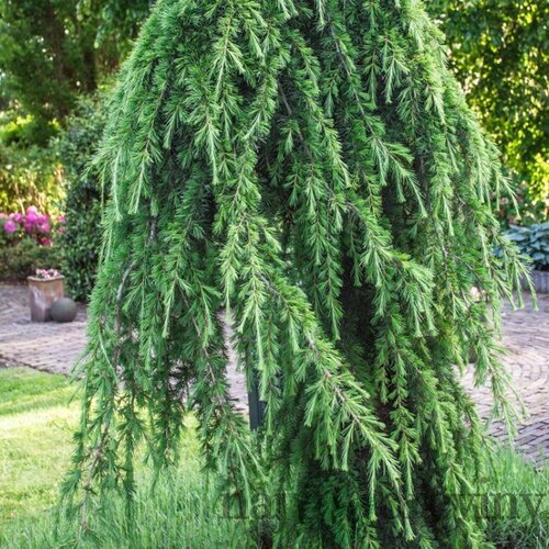 Céder himalájsky pendula 180/200 cm Cedrus deodara pendula