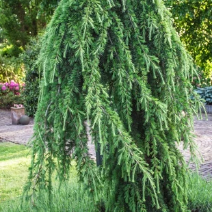 Céder himalájsky pendula 180/200 cm Cedrus deodara pendula