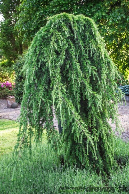 Céder himalájsky pendula 180/200 cm Cedrus deodara pendula
