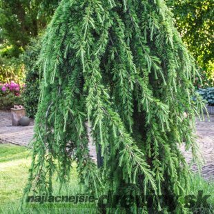 Céder himalájsky pendula 180/200 cm Cedrus deodara pendula