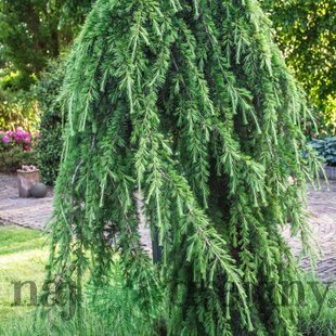 Céder himalájsky pendula 180/200 cm Cedrus deodara pendula