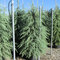 Céder Himalájsky, výška 40/60 cm, v črepníku Cedrus deodara