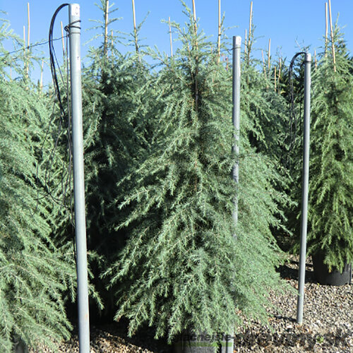 Céder Himalájsky, výška 40/60 cm, v črepníku Cedrus deodara