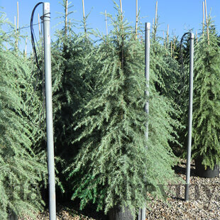 Céder Himalájsky, výška 40/60 cm, v črepníku Cedrus deodara