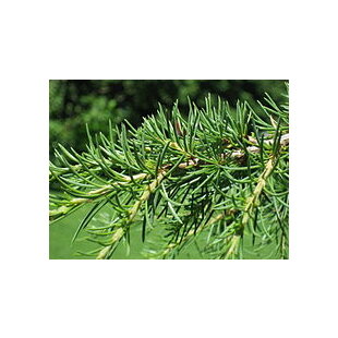 Céder libanonský 30/60 cm, v črepníku Cedrus libani