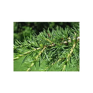 Céder libanonský 30/60 cm, v črepníku Cedrus libani
