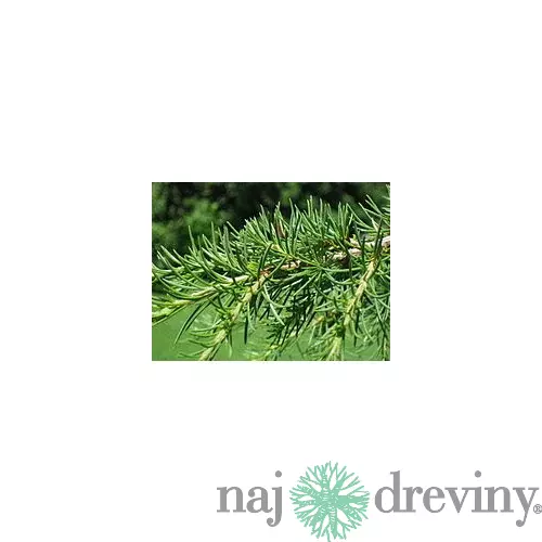 Céder libanonský 30/60 cm, v črepníku Cedrus libani