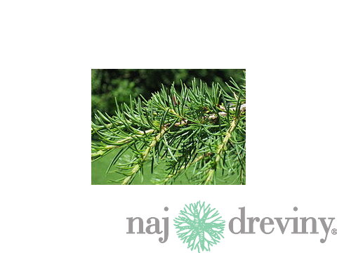 Céder libanonský 30/60 cm, v črepníku Cedrus libani