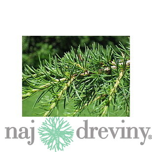 Céder libanonský 30/60 cm, v črepníku Cedrus libani