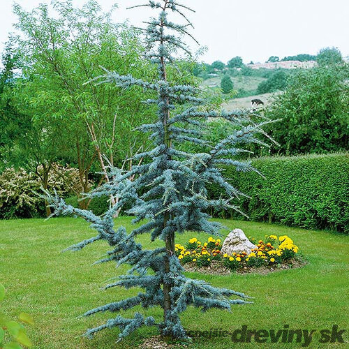 Céder libanonský Fastigiata 90/120 cm, v črepníku 5l Cedrus libani