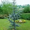 Céder libanonský Fastigiata 90/120 cm, v črepníku 5l Cedrus libani