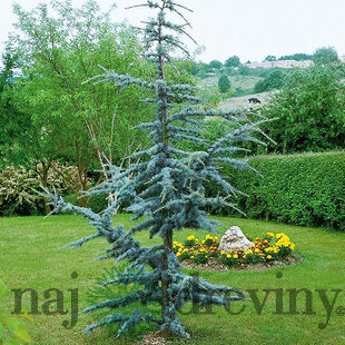 Céder libanonský Fastigiata 90/120 cm, v črepníku 5l Cedrus libani