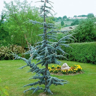 Céder libanonský Fastigiata 90/120 cm, v črepníku 5l Cedrus libani