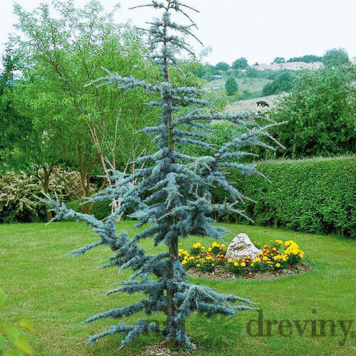 Céder libanonský Fastigiata 90/120 cm, v črepníku 5l Cedrus libani