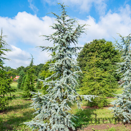 Céder libanonský Glauca 90/120 cm , v črepníku 5l Cedrus libani