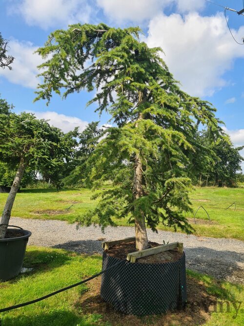 Céder libanonský Glauca 90/120 cm , v črepníku 5l Cedrus libani