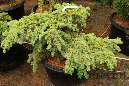 Céder libanonský Glauca 90/120 cm , v črepníku 5l Cedrus libani