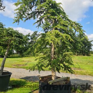 Céder libanonský Glauca 90/120 cm , v črepníku 5l Cedrus libani
