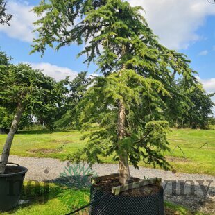 Céder libanonský Glauca 90/120 cm , v črepníku 5l Cedrus libani