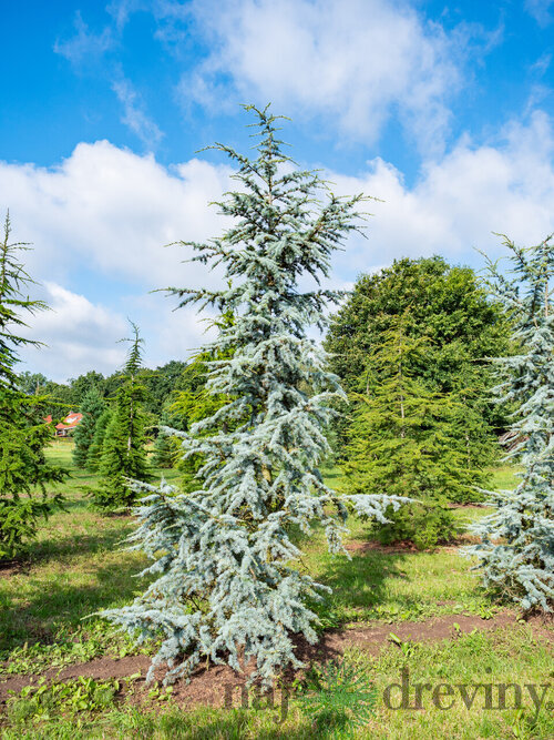 Céder libanonský Glauca 90/120 cm , v črepníku 5l Cedrus libani